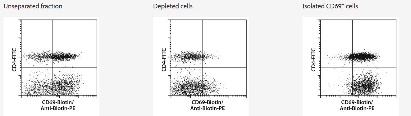 PBMCs were stimulated for 2 hours with CytoStim. Subsequently, CD69+ cells were isolated using the CD69 MicroBead Kit II, an LS Column, and a MidiMACS Separator. The cells are fluorescently stained with Anti-Biotin-PE, for identification of CD69+ cells, and CD4-FITC.